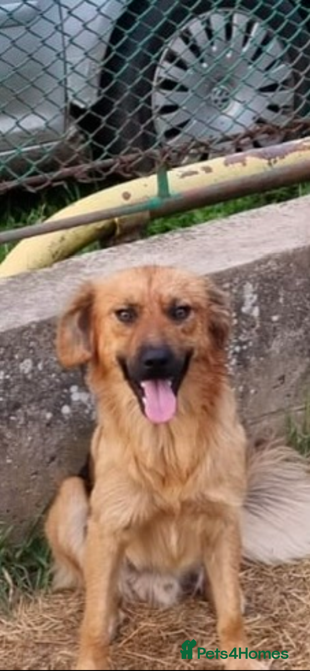 Mixed Breed dogs for adoption: Home Need Urgently  - Image 1