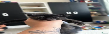 calico girl 3