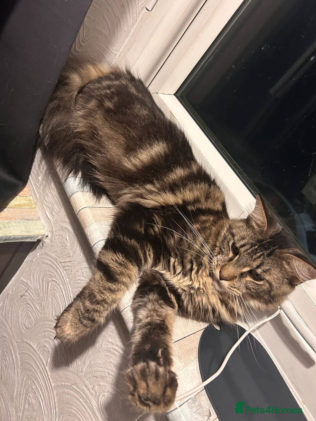 Maine Coon cats for sale: Maine coon female - Advert 2