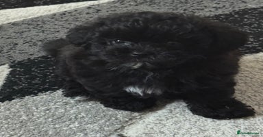 Maltipoo dogs - Advert 7