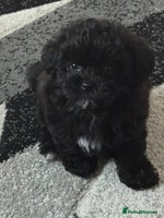 Maltipoo dogs - Advert 7