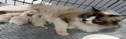 Ragdoll cats for sale: Ragdolls for sell in Scunthorpe - Advert 13