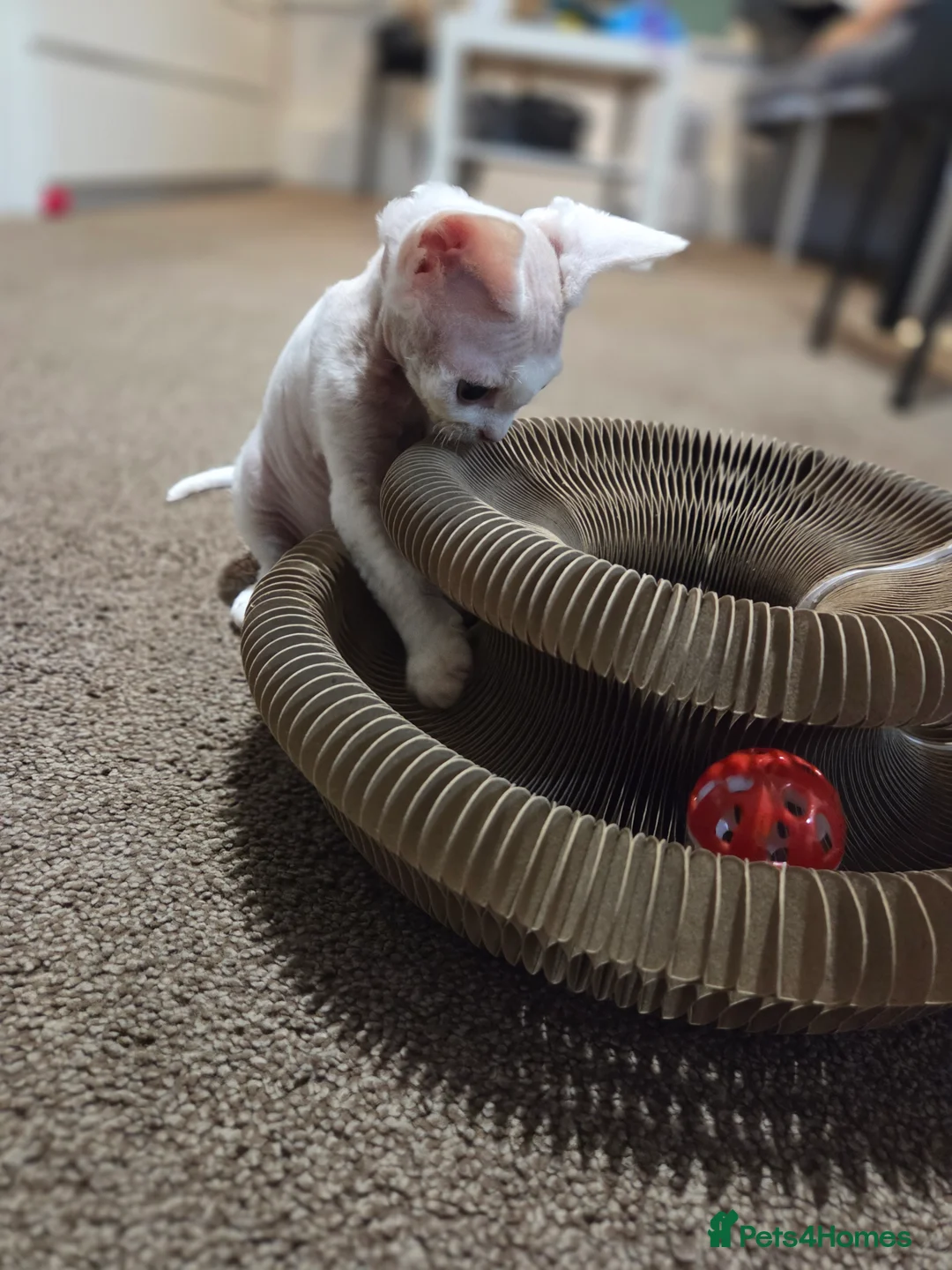 Devon Rex cats for sale: ✨ Beautiful Devon Rex White Girl–GCCF Registered ✨ - Advert 7