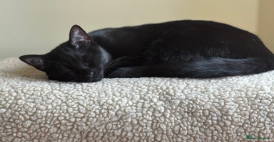 Domestic Shorthair cats - Advert 16