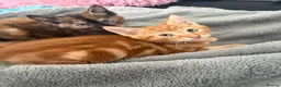 Mixed Breed cats for sale: Adorable Kittens Looking for Loving Homes!  - Advert 20