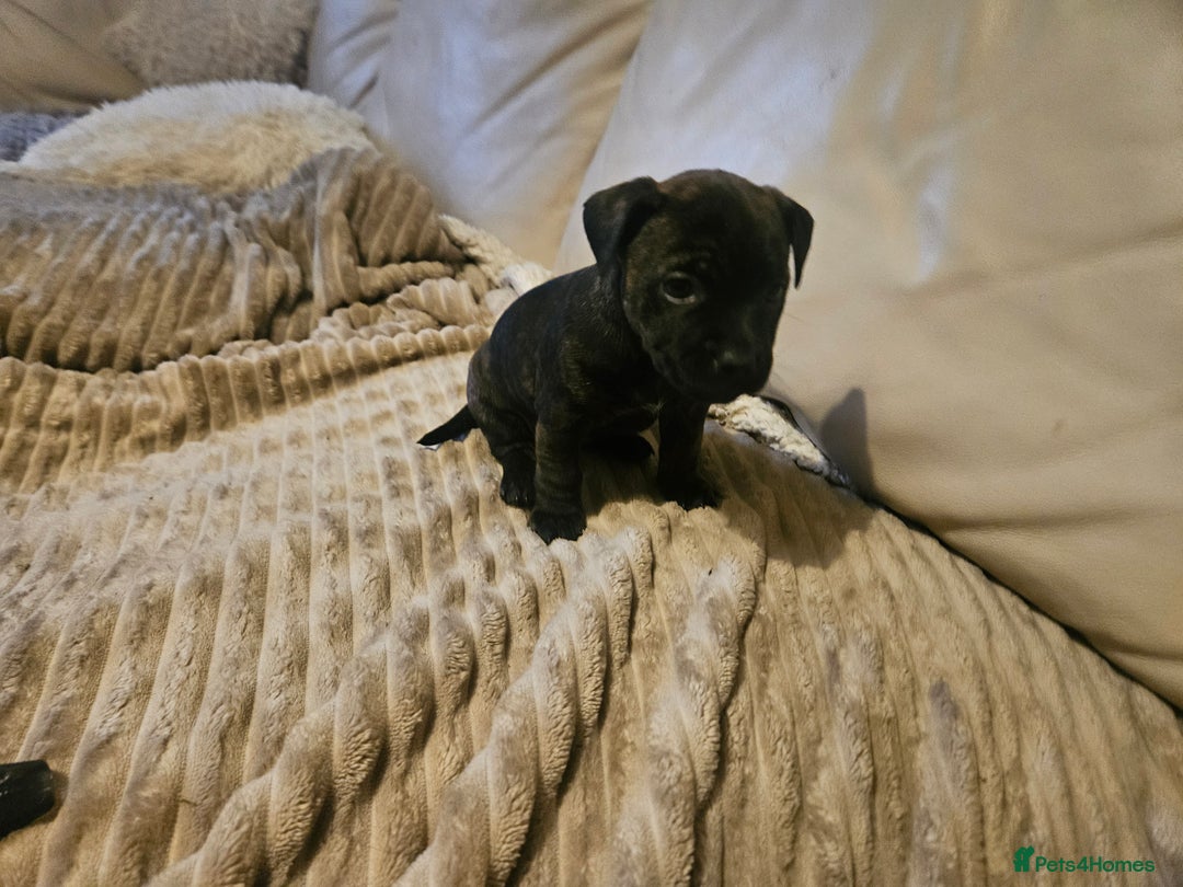 Mixed Breed dogs for sale: Staffy cross jacksui - Advert 27