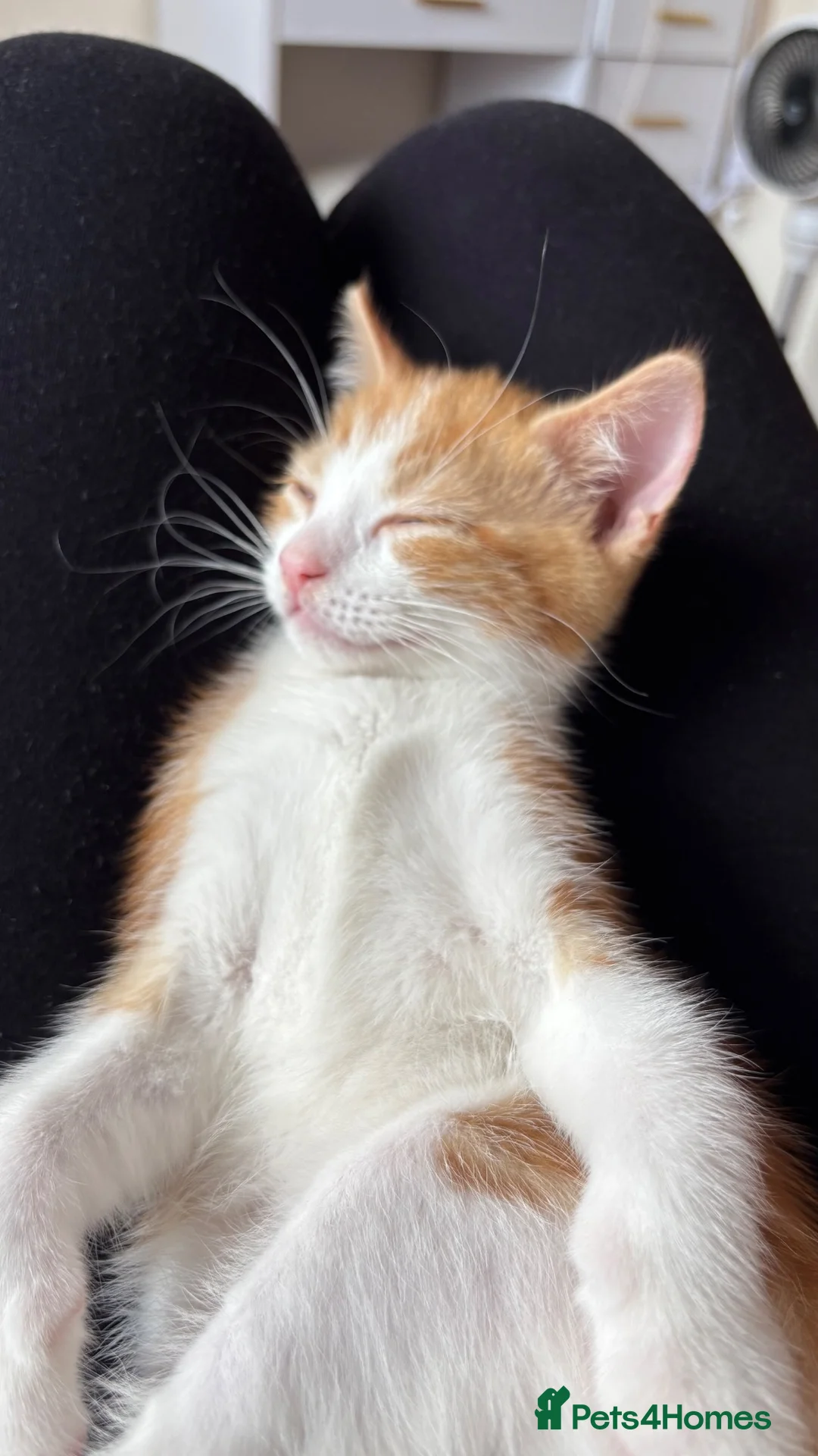 Mixed Breed cats for sale: Beautiful ginger kitten looking for a forever home - Advert 9