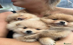 Pomeranian dogs for sale: Pomeranian puppies  - Image 5
