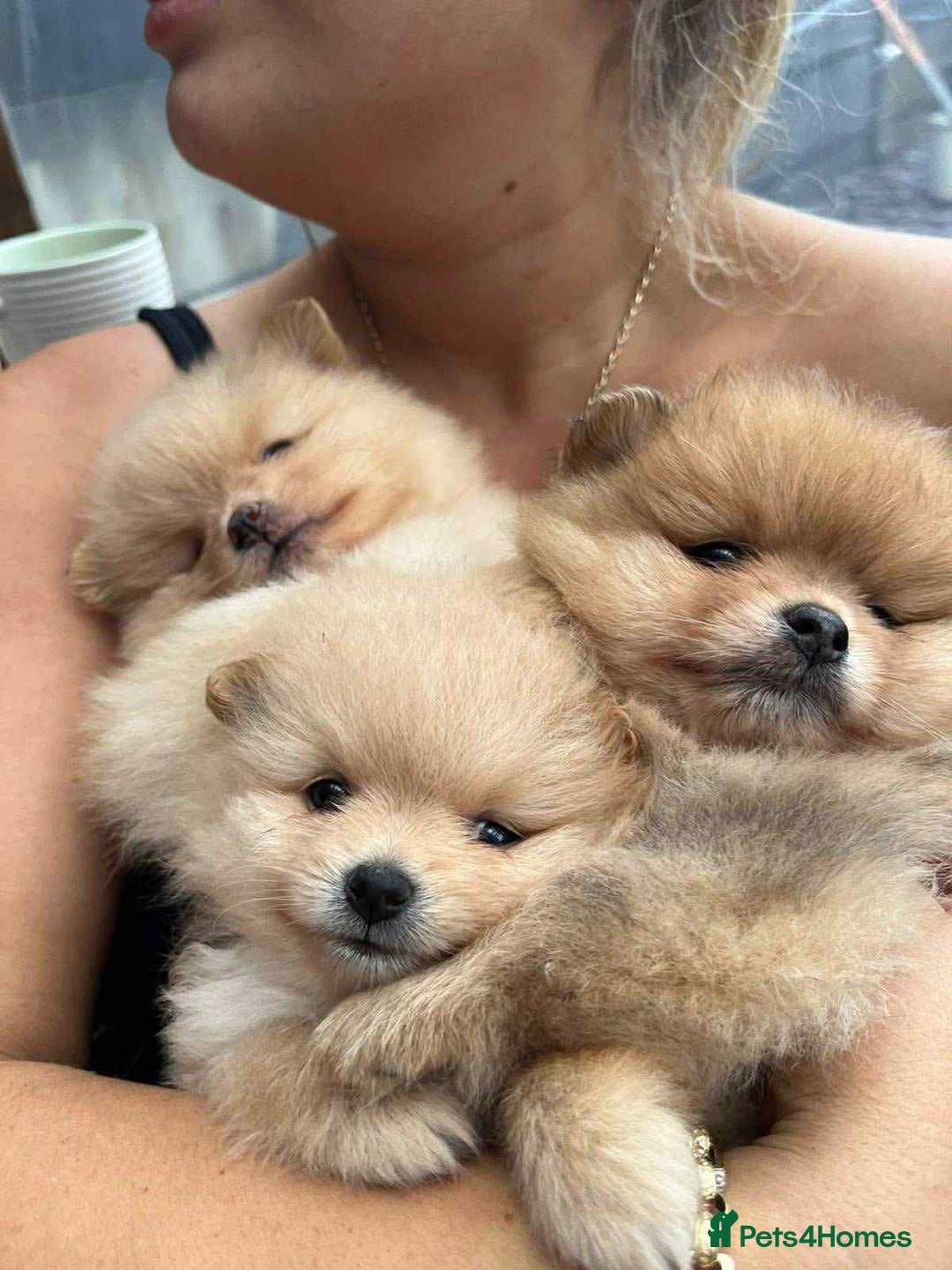 Pomeranian dogs for sale: Pomeranian puppies  - Image 5