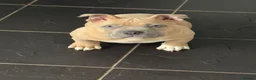 American Bully dogs for sale: 20 week old pocket bully puppy - Advert 5