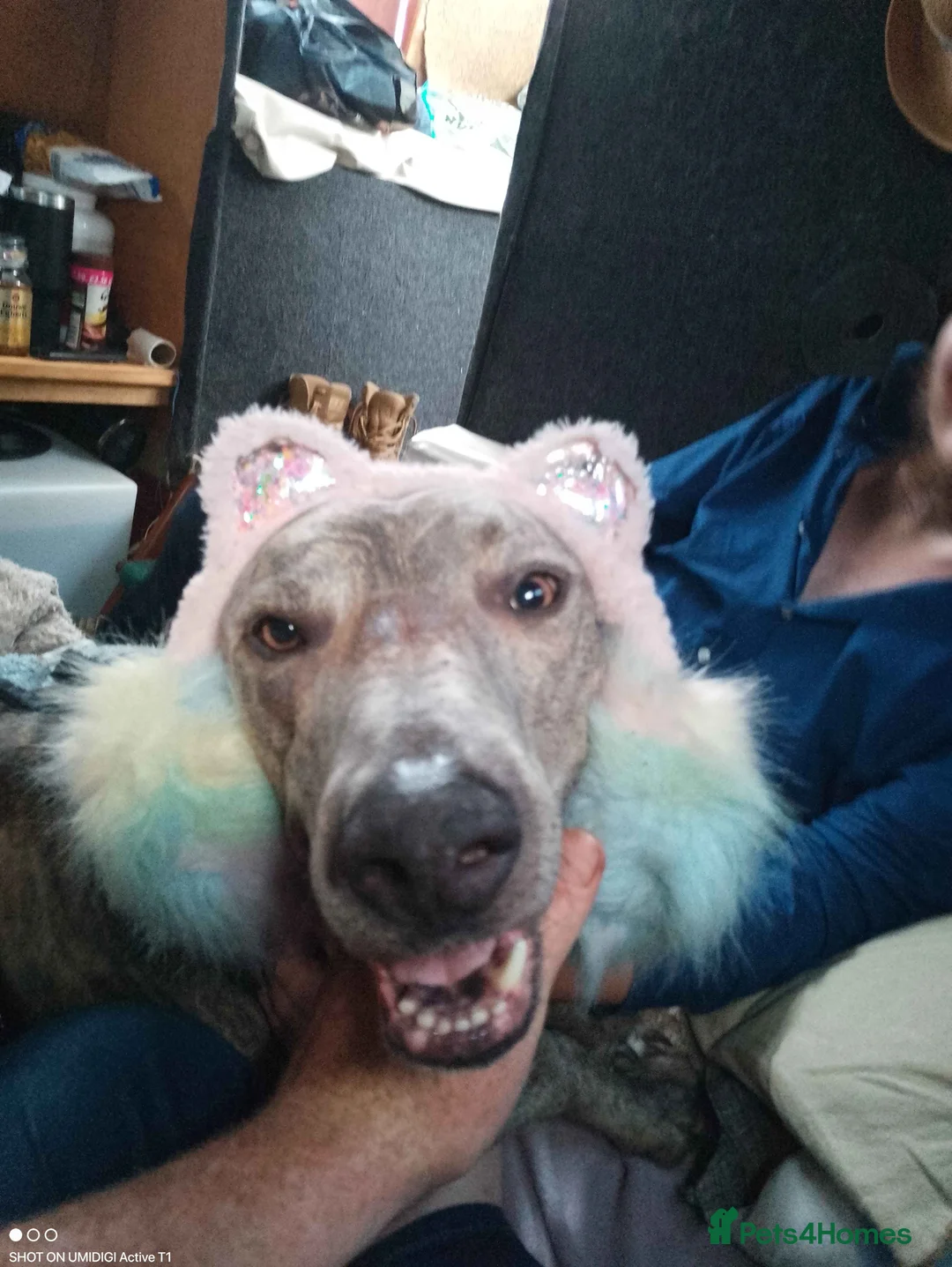 Lurcher dogs for sale: Baloo - Loving Home Wanted in Conwy - Advert 1
