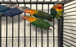 Lovebirds birds for sale: Various Baby Fishers Lovebirds - Image 2