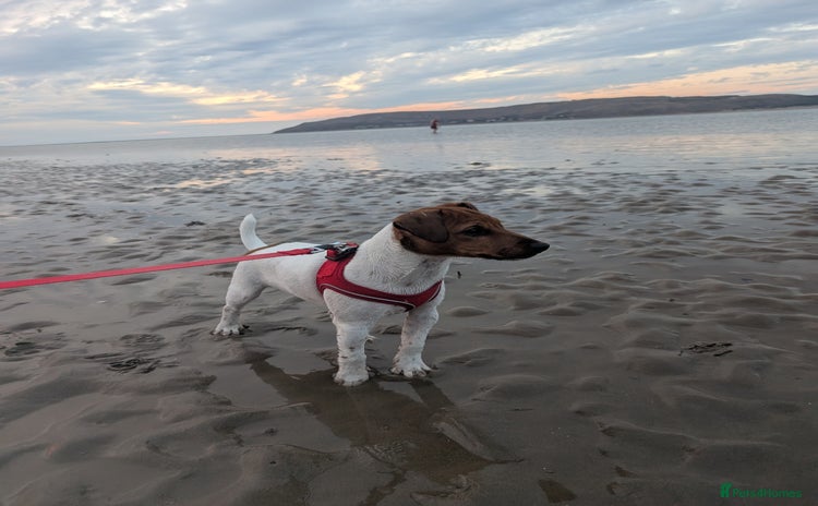 Jack Russell dogs - Advert 5