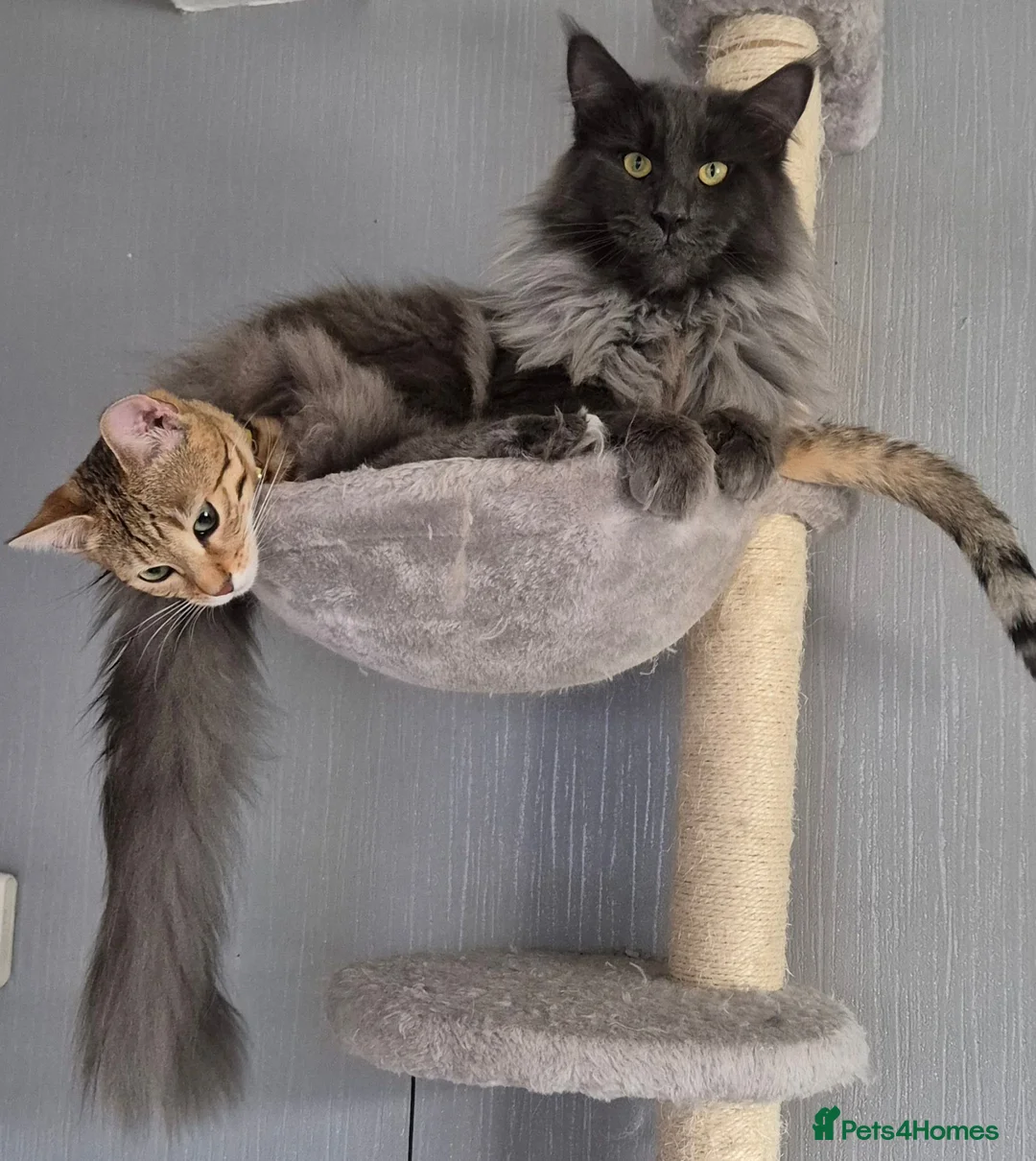 Maine Coon cats for sale: Stunning BLUE SMOKE Maine Coon male - Advert 2