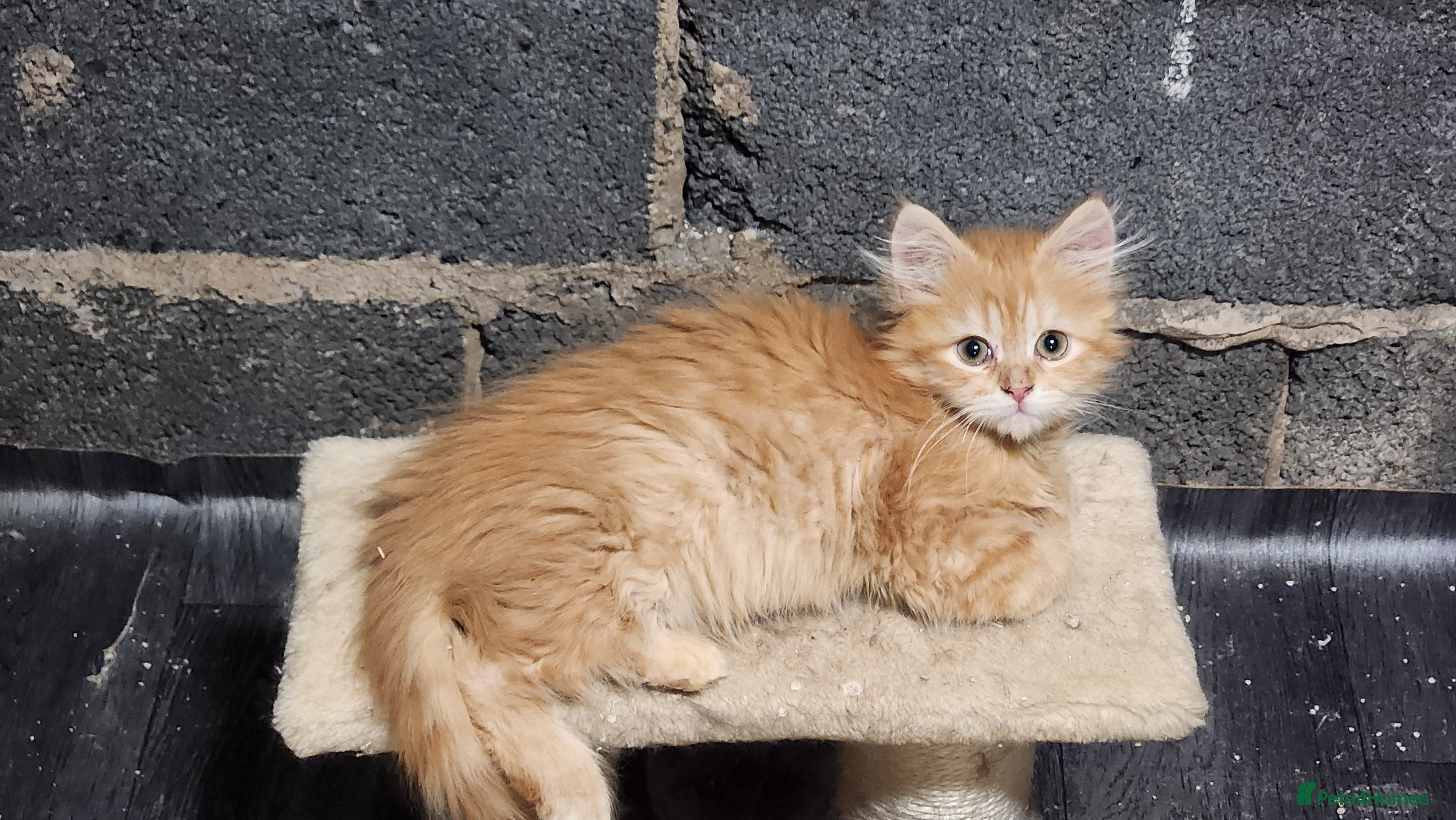 Siberian cats Pure Siberian kittens for sale - Advert 2