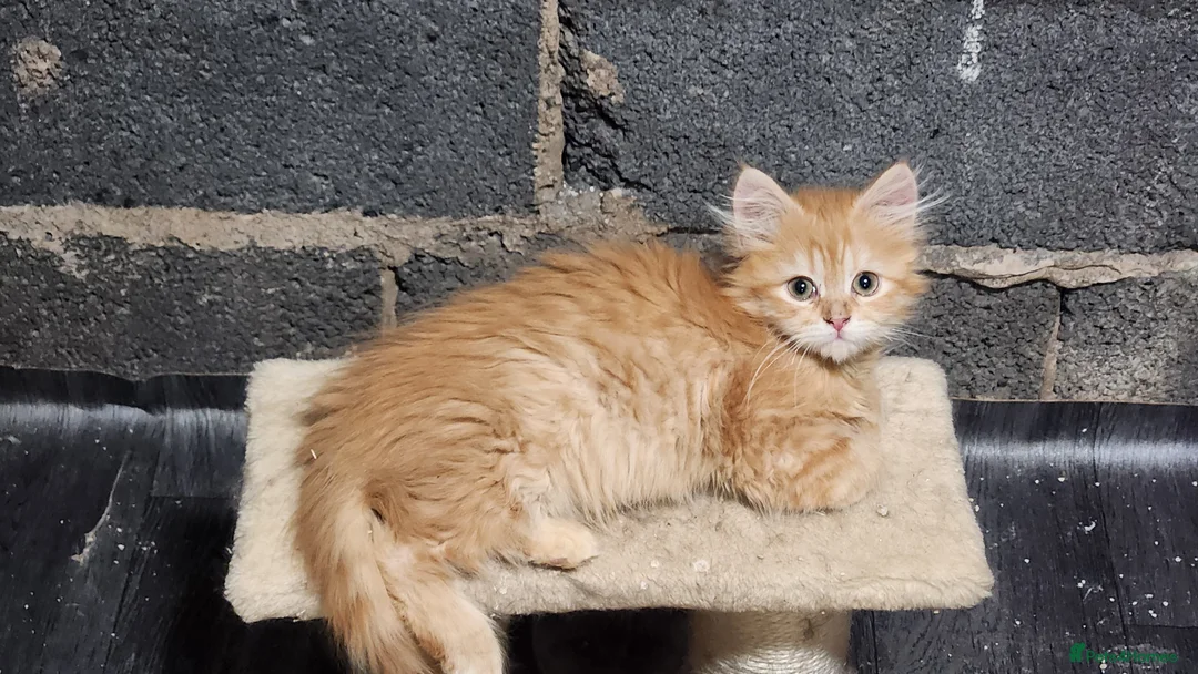 Siberian cats for sale: Pure Siberian kittens for sale - Advert 1