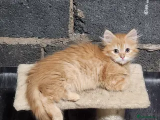 Siberian cats Pure Siberian kittens for sale - Advert 1