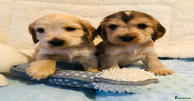 Cocker Spaniel dogs - Advert 3