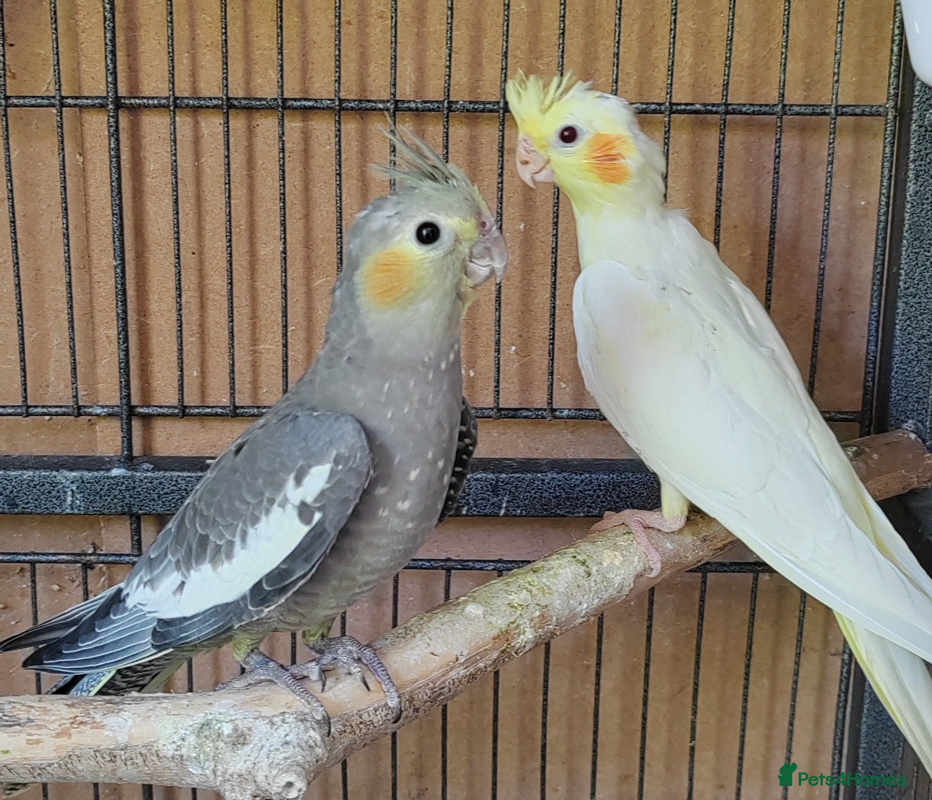 Cockatiels birds Beautiful Cockatiel Babies  - Advert 1