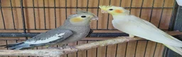 Cockatiels birds for sale: Beautiful Cockatiel Babies  - Advert 1