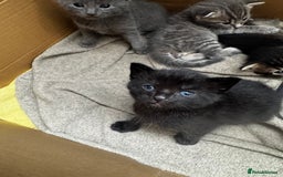 Russian Blue cats for sale: ✨RUSSIAN BLUE KITTEN FOR SALE  - Image 14