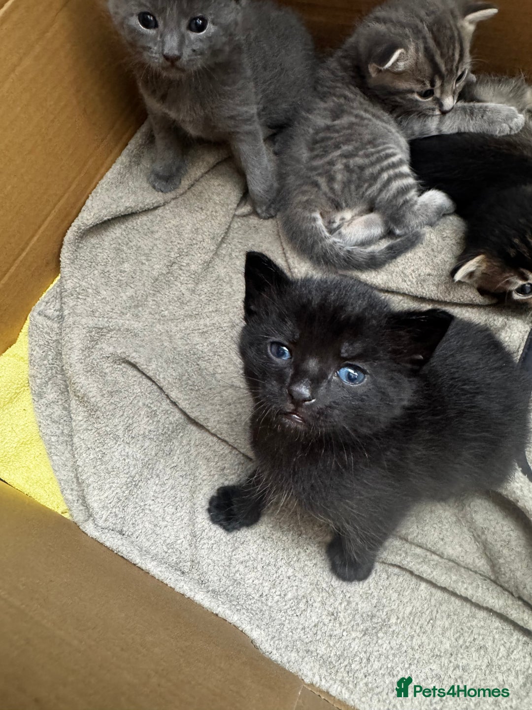 Russian Blue cats for sale: ✨RUSSIAN BLUE KITTEN FOR SALE  - Image 14