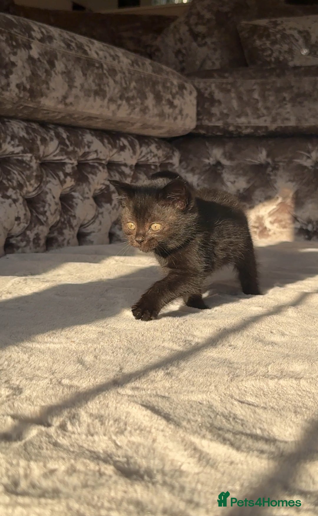 British Shorthair cats for sale: British Blue x kittens - Image 8