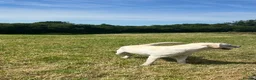 Labrador Retriever dogs for sale: Chunky Health tested KC reg white Labrador 🐶  - Advert 6