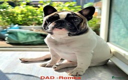 French Bulldog dogs for sale: Adorable Frenchie Puppies Seeking Forever Homes - Image 19