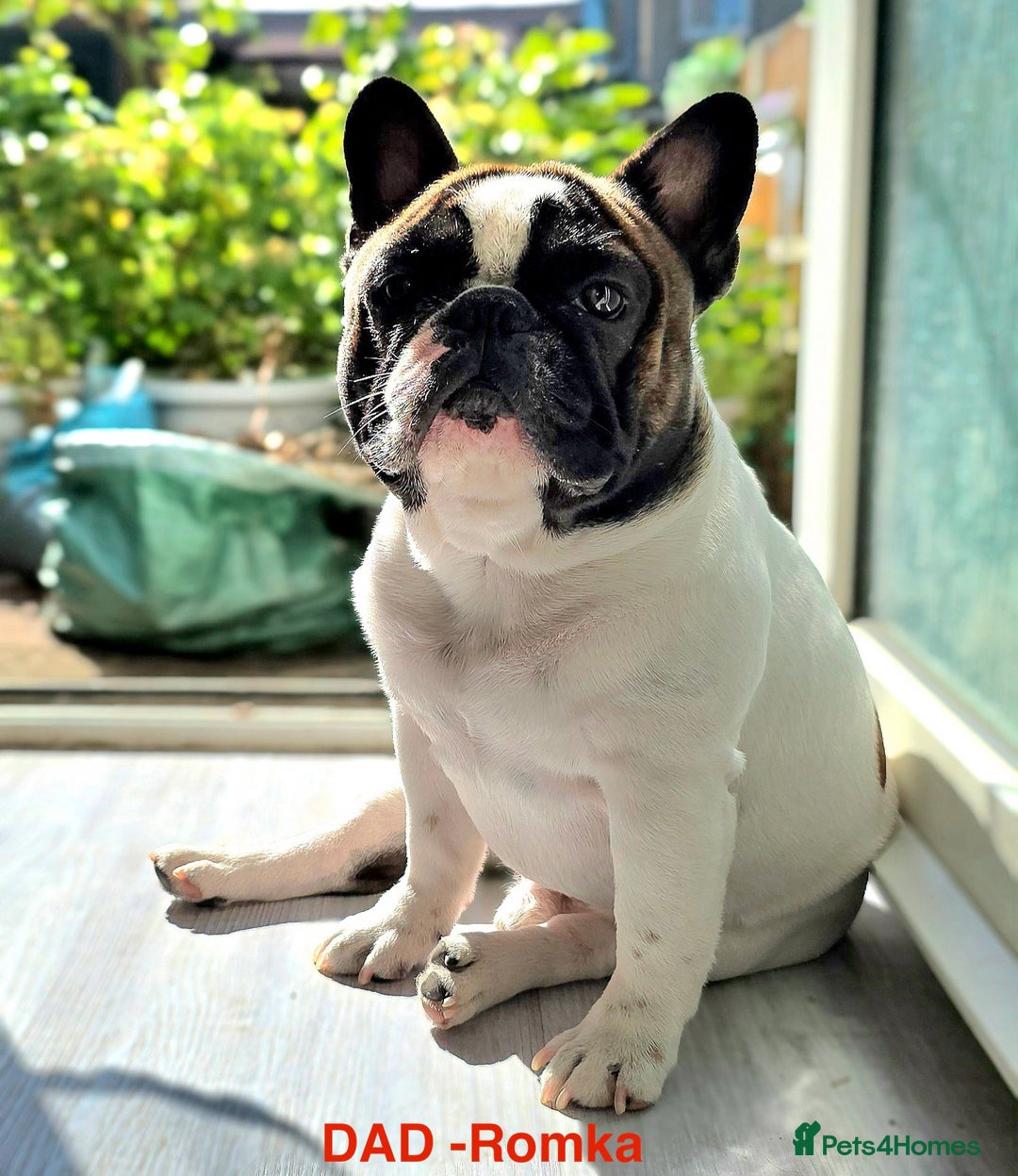 French Bulldog dogs for sale: Adorable Frenchie Puppies Seeking Forever Homes - Image 19