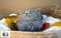 British Shorthair cats for sale: 3 British short hair / long hair kittens  - Image 9