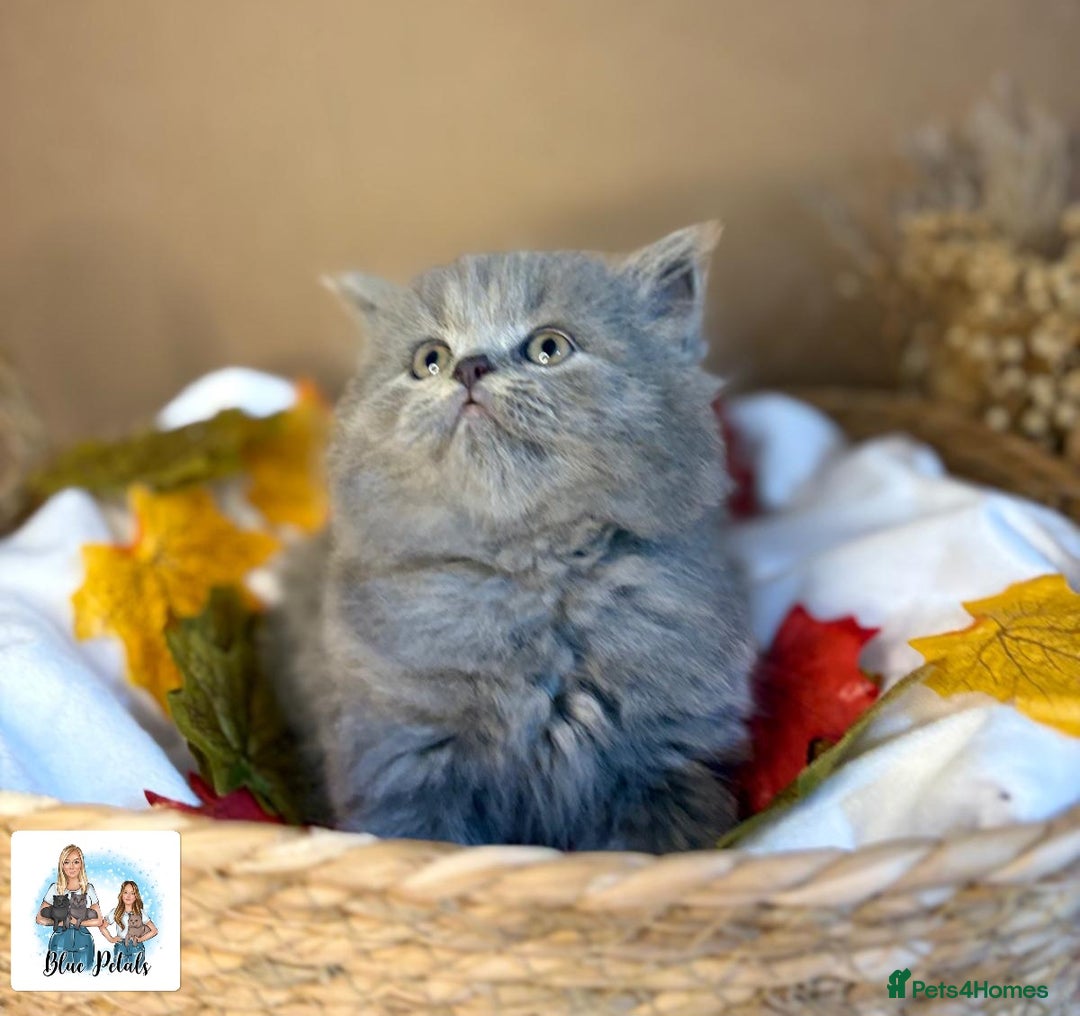 British Shorthair cats for sale: 3 British short hair / long hair kittens  - Image 9