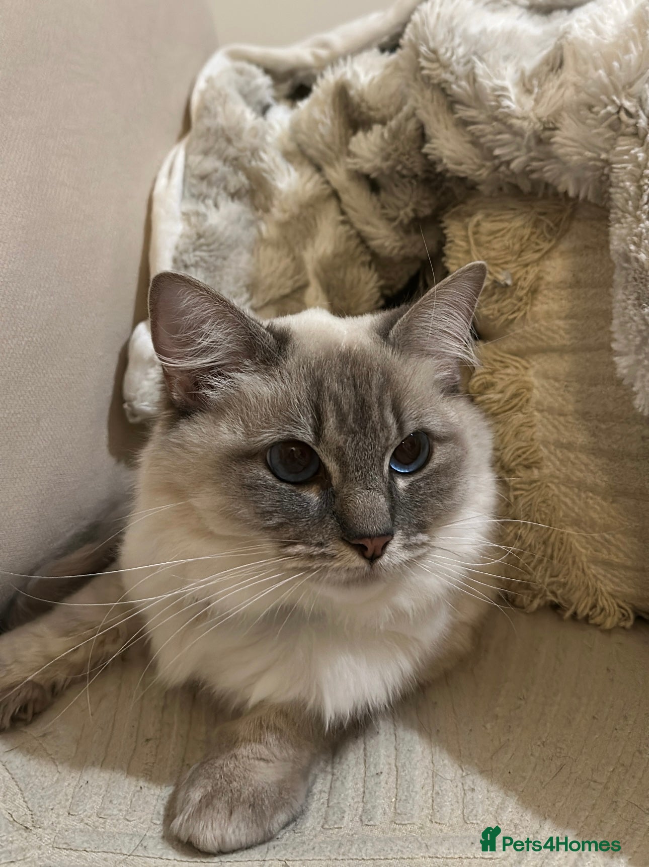 Ragdoll cats Gorgeous ragdoll - Advert 2