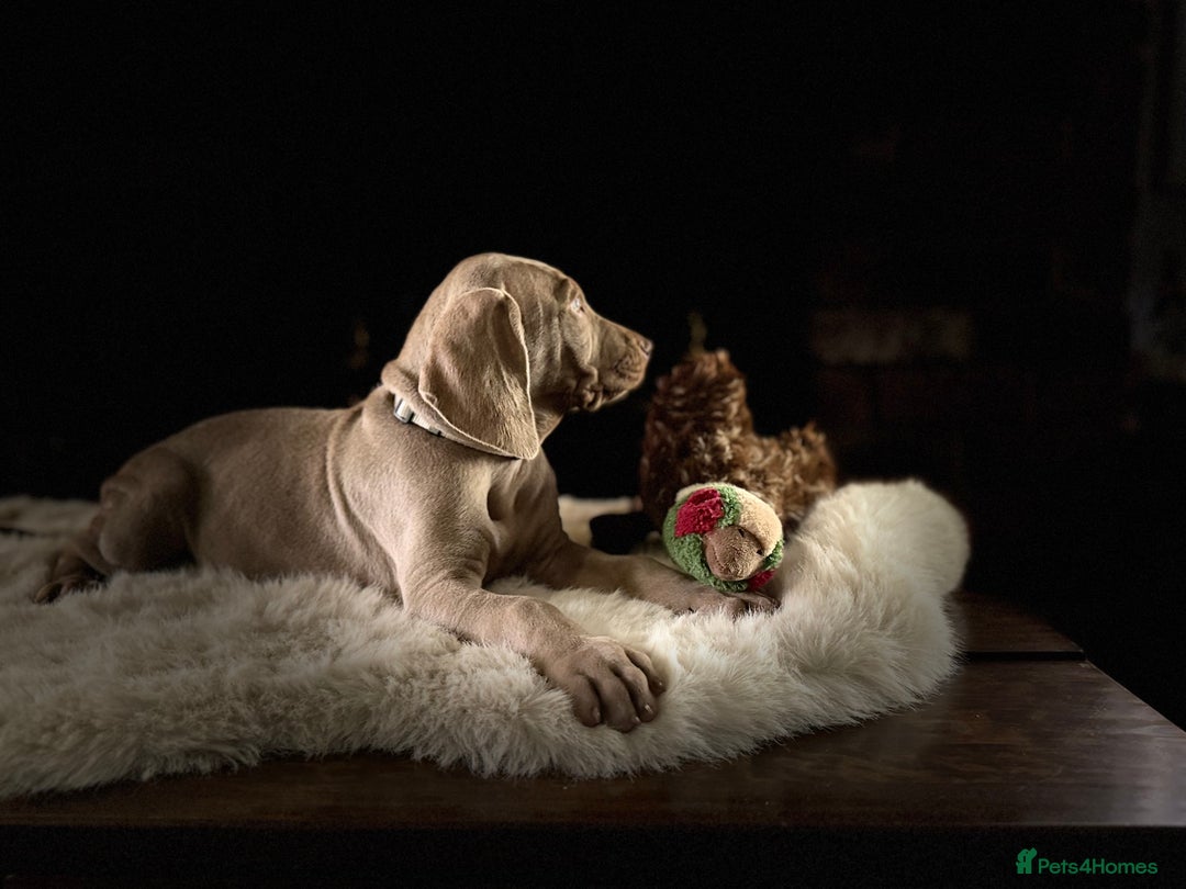 Weimaraner dogs for sale: ✨READY NOW✨ LAST FEW GIRLS✨ KC Reg Pups  ✨ - Advert 4