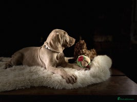 Weimaraner dogs ✨KC Reg Pups from Champion Bloodlines ✨ - Advert 2