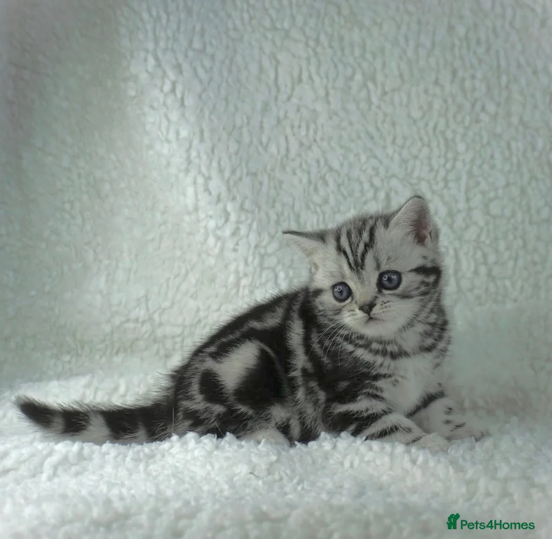 British Shorthair cats for sale: Stunning Classic Silver British shorthair kittens - Advert 2