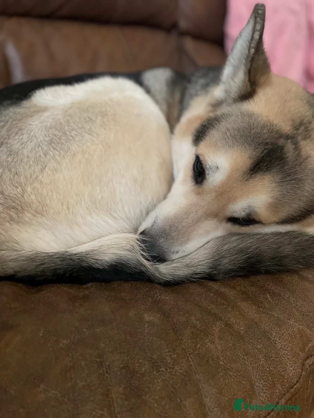 Shepsky dogs for sale: Shepsky babies READY NEXT WEEK  - Advert 7