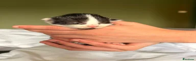 Kitten 3