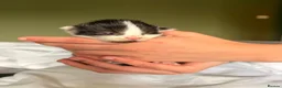 Mixed Breed cats for sale: 🐱7 beautiful kittens for sale! - Advert 21