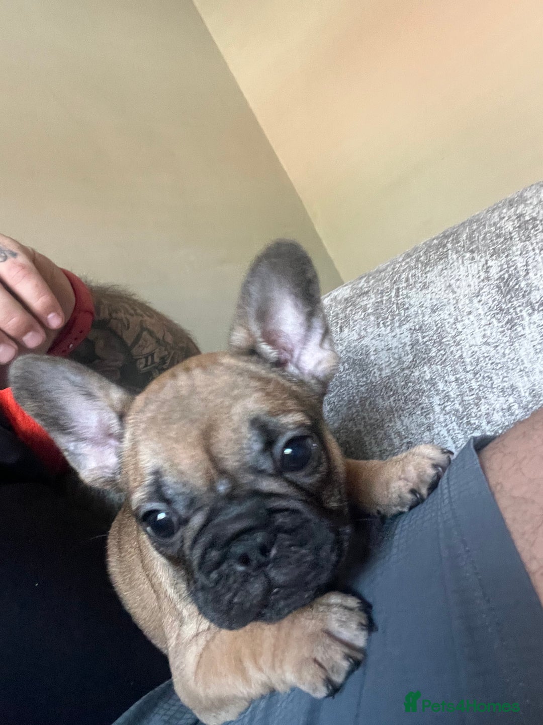 French Bulldog dogs for sale: French bulldog puppies  - Image 6