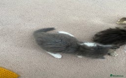 Siberian cats for sale: Beautiful Mixed Kittens-Siberian/Ragdoll/Longhair - Image 9