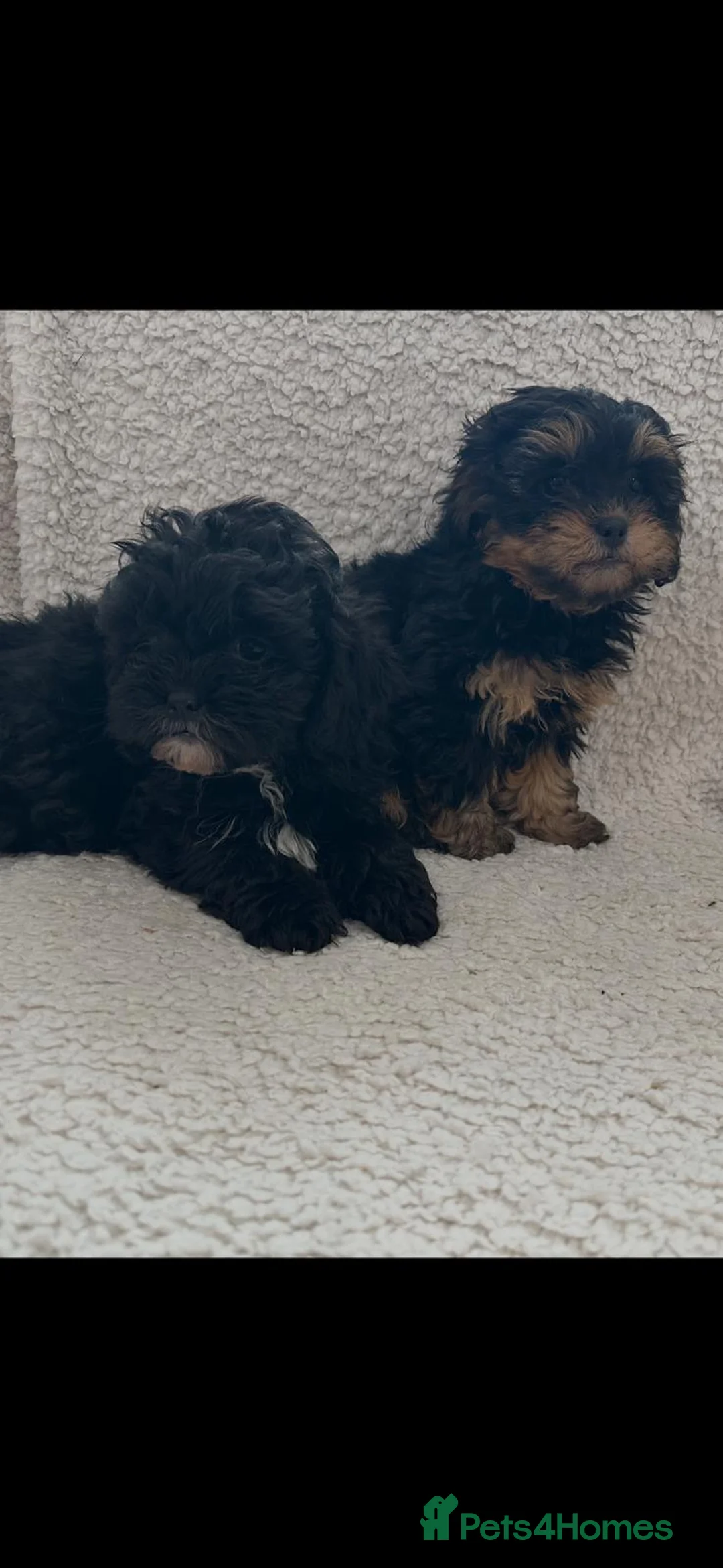Shihpoo dogs for sale: Shihpoo pups - Advert 1