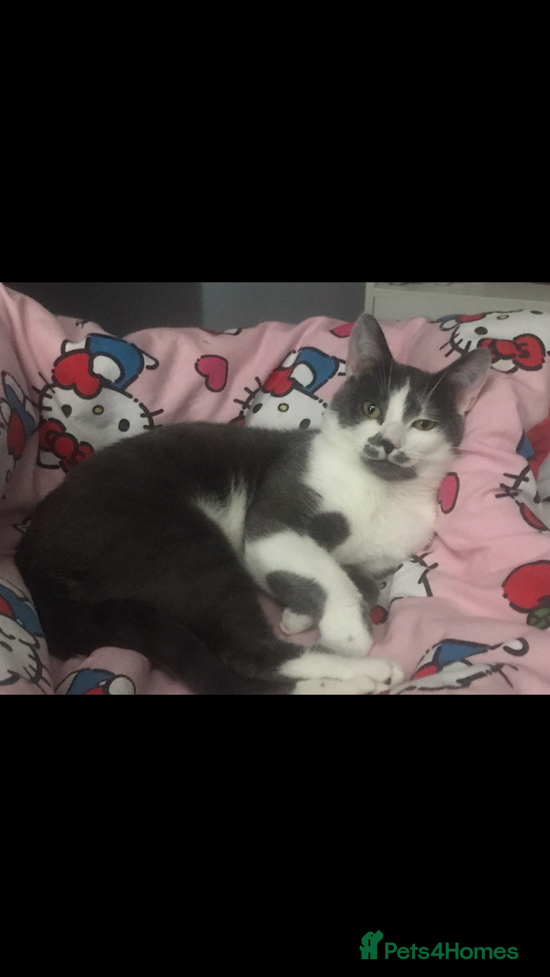 Domestic Shorthair cats for sale: Domestic shorthair cat aged 1 year 3 months - Image 2