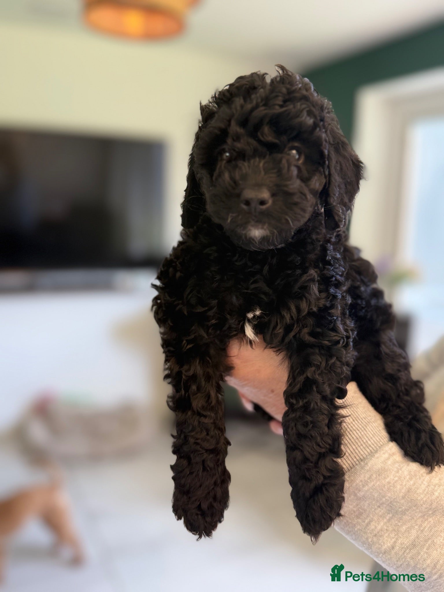 Cavapoo dogs ONE STUNNING BLACK AND WHITE BOY LEFT AVAILABLE  - Advert 10