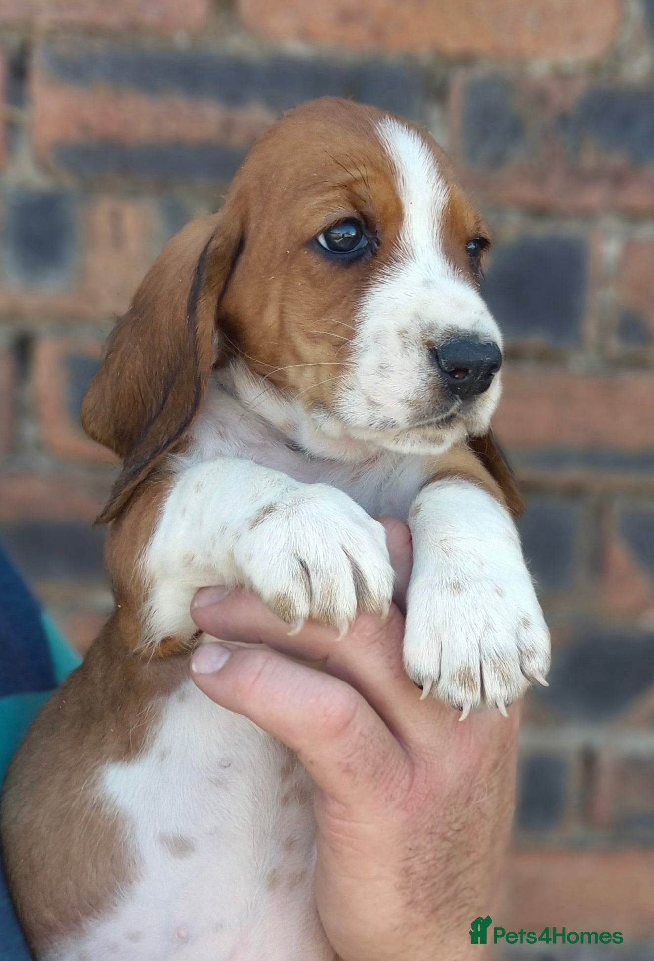 Basset Hound dogs KC BASSET HOUND PUPPIES FROM HEALTH TESTED PARENTS - Advert 2