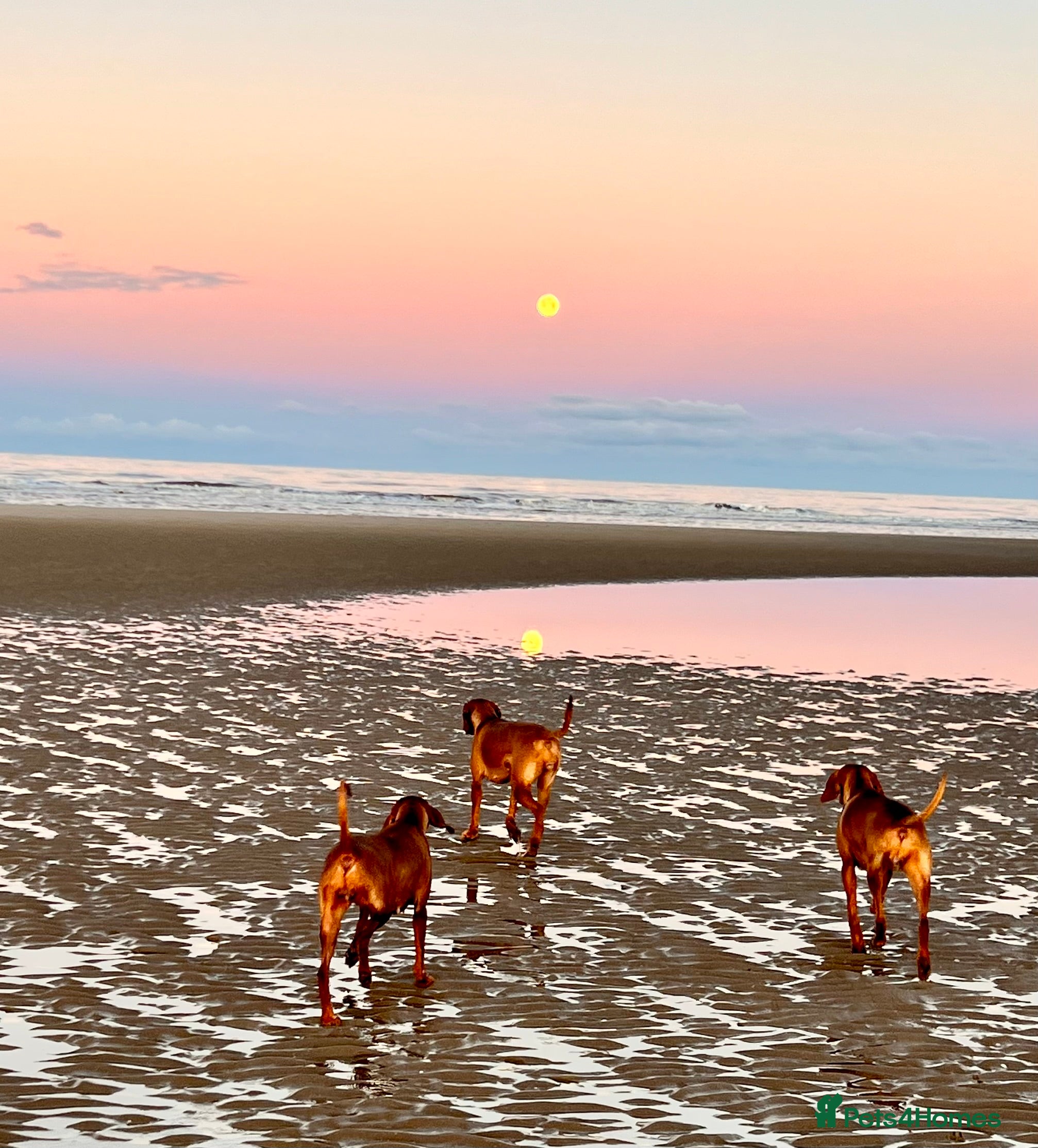 Hungarian Vizsla dogs Exceptional KC Hungarian Vizsla Puppies - Advert 2