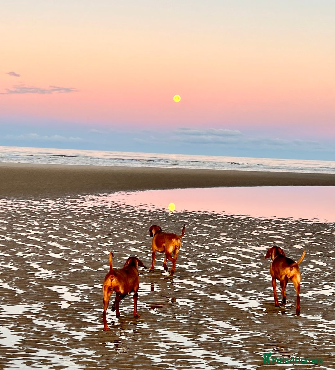 Hungarian Vizsla dogs for sale: Hungarian Vizsla Puppies - Advert 5