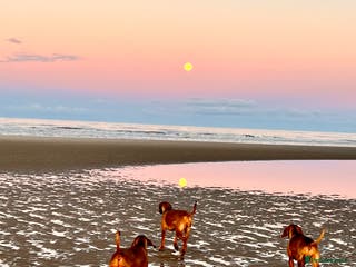 Hungarian Vizsla dogs Exceptional KC Hungarian Vizsla Puppies - Advert 2