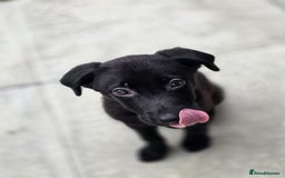 Mixed Breed dogs for sale: Beautiful black Belgain Malinois X Labrador  - Image 2