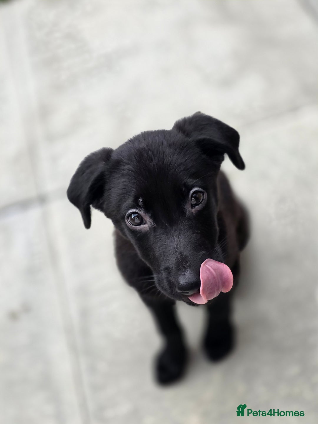 Mixed Breed dogs for sale: Beautiful black Belgain Malinois X Labrador  - Image 2